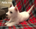west white highland terrier