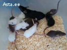 Живые кормовые мыши