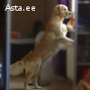 Золотистый ретривер  Golden retriever